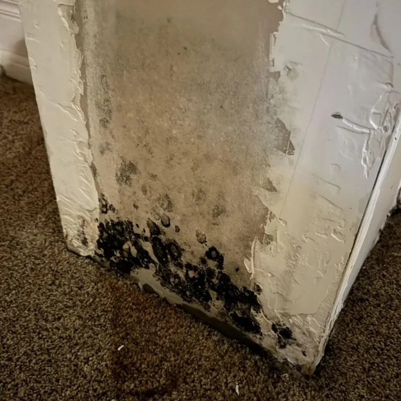 Professional Mold Removal in Lisbon, OH